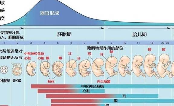 早孕两个月胎儿的发育状况与大小