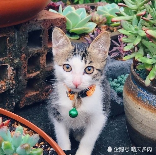 猫的成长之路，蛋蛋的成长与发育过程