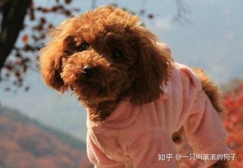 泰迪犬的生理周期与大姨妈来临，深入了解几个月来的变化