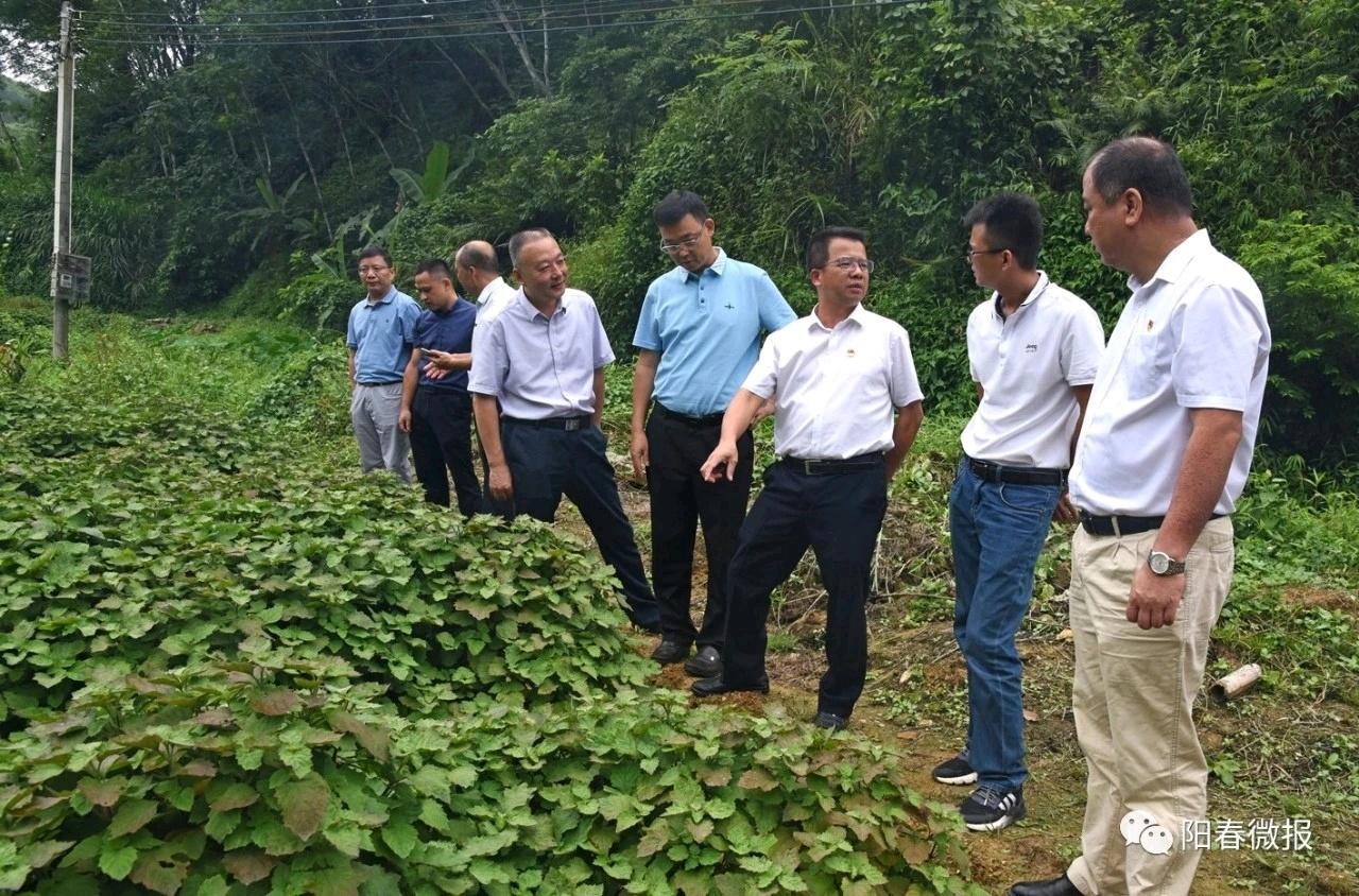 广东省阳春市藿香价格探析