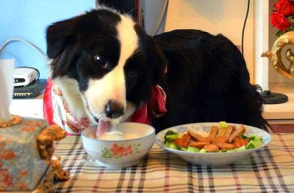 四个月的边牧犬的饮食需求，食量解析与营养关注