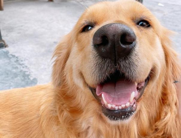 金毛犬一个月内的饮食指南，营养需求与合理饲喂建议