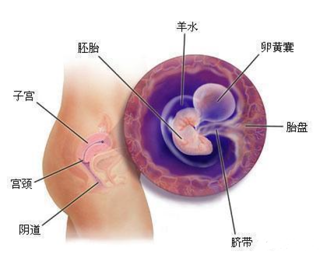 孕期五个月胎儿的成长发育与大小概述