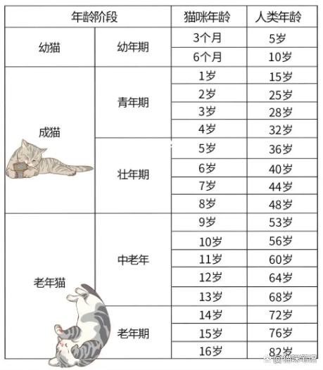 成年猫的界定与成长周期解析