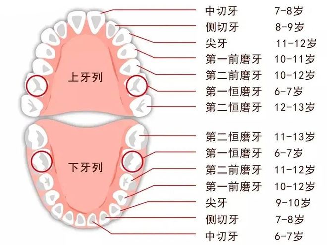 宝宝出牙时间与正常发育进程解析