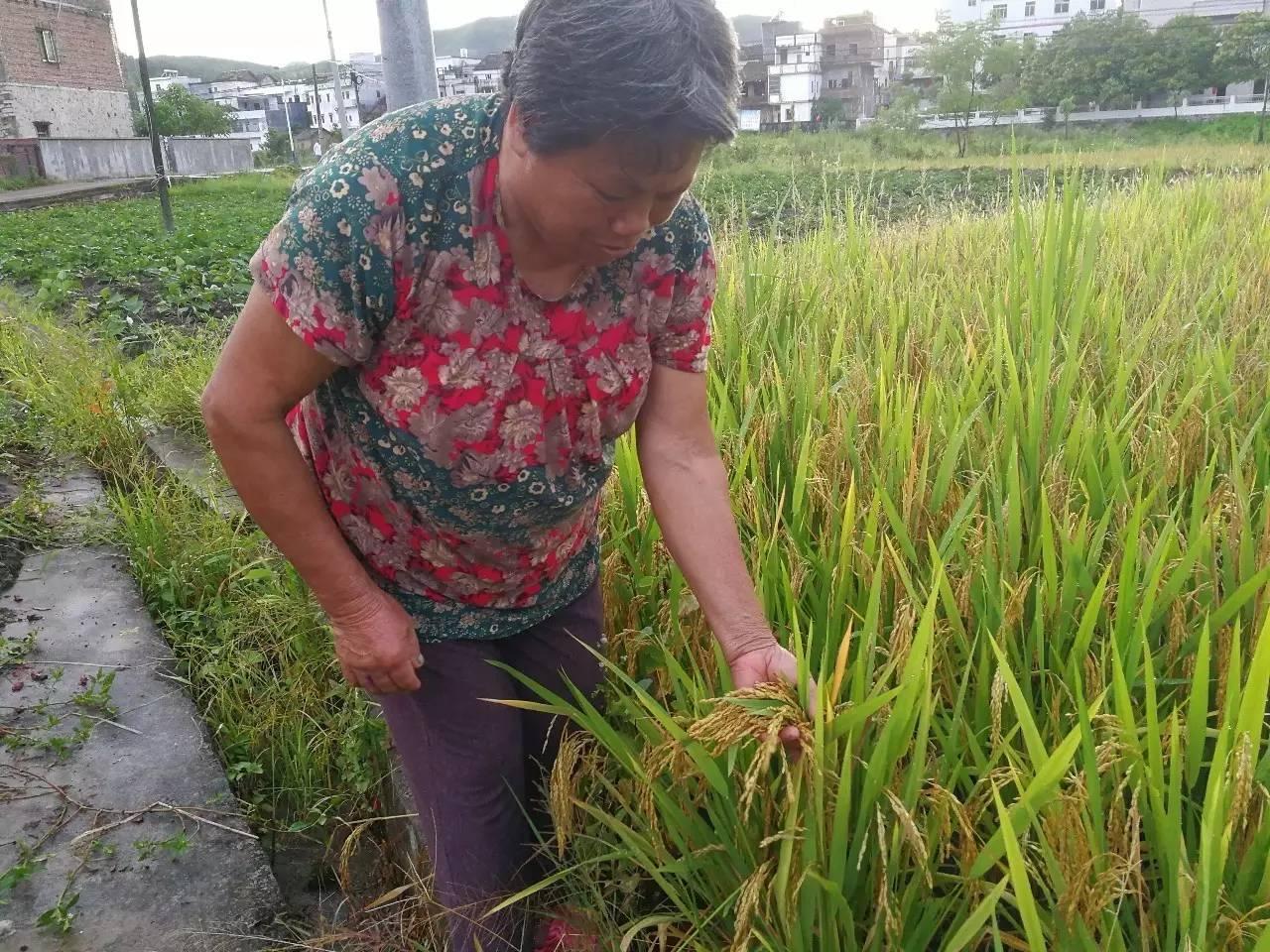 广东省龙川县紫市河，自然美景与文化底蕴的交融