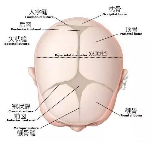 五个月宝宝前囟门图片，了解婴儿生理特征与早期发展