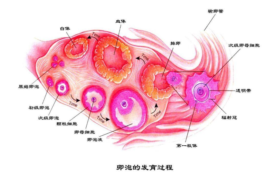 卵泡监测与怀孕，几个月的努力与期待